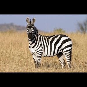 Meet your Posher, Kay